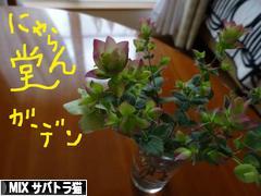 にほんブログ村 猫ブログ MIXサバトラ猫へ