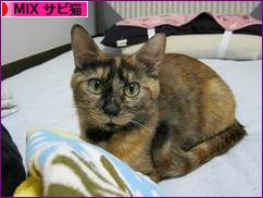 にほんブログ村 猫ブログ MIXサビ猫へ