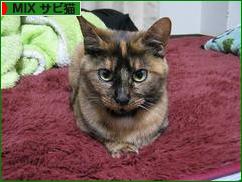 にほんブログ村 猫ブログ MIXサビ猫へ