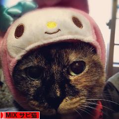 にほんブログ村 猫ブログ MIXサビ猫へ