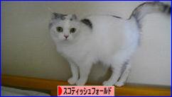 にほんブログ村 猫ブログ スコティッシュフォールドへ