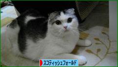 にほんブログ村 猫ブログ スコティッシュフォールドへ