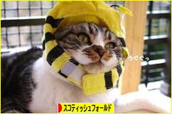 にほんブログ村 猫ブログ スコティッシュフォールドへ