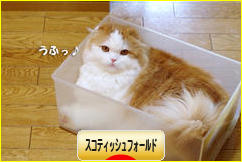 にほんブログ村 猫ブログ スコティッシュフォールドへ