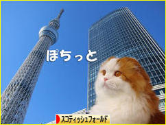 にほんブログ村 猫ブログ スコティッシュフォールドへ