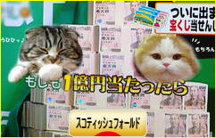 にほんブログ村 猫ブログ スコティッシュフォールドへ