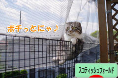 にほんブログ村 猫ブログ スコティッシュフォールドへ