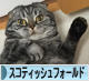 にほんブログ村 猫ブログ スコティッシュフォールドへ