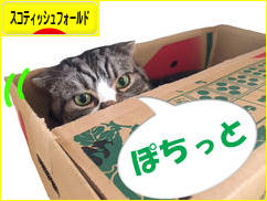 にほんブログ村 猫ブログ スコティッシュフォールドへ