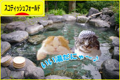 にほんブログ村 猫ブログ スコティッシュフォールドへ