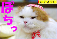 にほんブログ村 猫ブログ スコティッシュフォールドへ