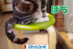 にほんブログ村 猫ブログ スコティッシュフォールドへ