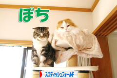 にほんブログ村 猫ブログ スコティッシュフォールドへ