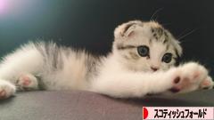 にほんブログ村 猫ブログ スコティッシュフォールドへ