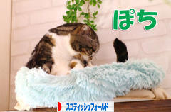 にほんブログ村 猫ブログ スコティッシュフォールドへ