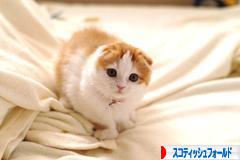 にほんブログ村 猫ブログ スコティッシュフォールドへ