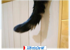 にほんブログ村 猫ブログ スコティッシュフォールドへ