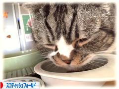 にほんブログ村 猫ブログ スコティッシュフォールドへ