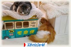 にほんブログ村 猫ブログ スコティッシュフォールドへ