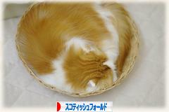 にほんブログ村 猫ブログ スコティッシュフォールドへ