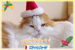 にほんブログ村 猫ブログ スコティッシュフォールドへ