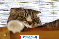 にほんブログ村 猫ブログ スコティッシュフォールドへ