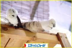 にほんブログ村 猫ブログ スコティッシュフォールドへ