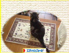 にほんブログ村 猫ブログ スコティッシュフォールドへ