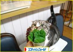 にほんブログ村 猫ブログ スコティッシュフォールドへ