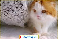 にほんブログ村 猫ブログ スコティッシュフォールドへ