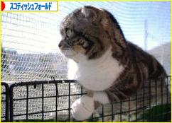 にほんブログ村 猫ブログ スコティッシュフォールドへ
