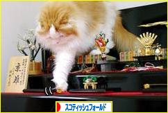 にほんブログ村 猫ブログ スコティッシュフォールドへ