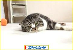 にほんブログ村 猫ブログ スコティッシュフォールドへ