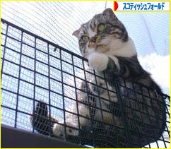 にほんブログ村 猫ブログ スコティッシュフォールドへ