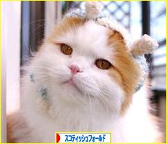 にほんブログ村 猫ブログ スコティッシュフォールドへ