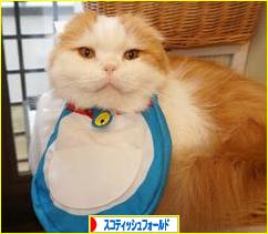 にほんブログ村 猫ブログ スコティッシュフォールドへ