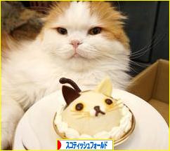 にほんブログ村 猫ブログ スコティッシュフォールドへ