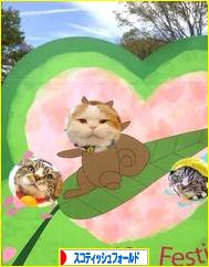 にほんブログ村 猫ブログ スコティッシュフォールドへ