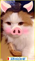 にほんブログ村 猫ブログ スコティッシュフォールドへ