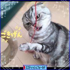 にほんブログ村 猫ブログ スコティッシュフォールドへ