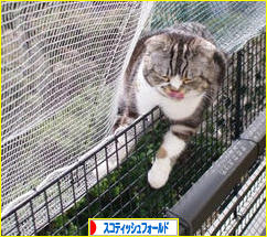 にほんブログ村 猫ブログ スコティッシュフォールドへ