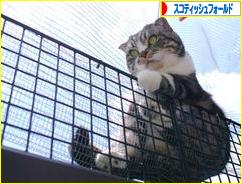 にほんブログ村 猫ブログ スコティッシュフォールドへ