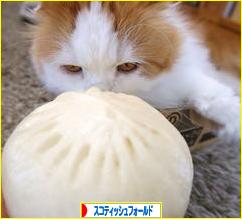 にほんブログ村 猫ブログ スコティッシュフォールドへ