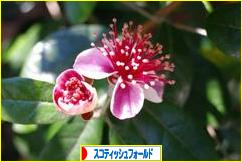 にほんブログ村 猫ブログ スコティッシュフォールドへ