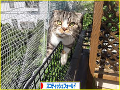 にほんブログ村 猫ブログ スコティッシュフォールドへ