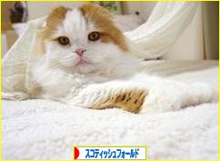 にほんブログ村 猫ブログ スコティッシュフォールドへ