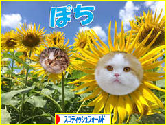 にほんブログ村 猫ブログ スコティッシュフォールドへ