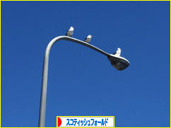 にほんブログ村 猫ブログ スコティッシュフォールドへ