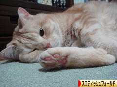 にほんブログ村 猫ブログ スコティッシュフォールドへ