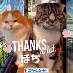 にほんブログ村 猫ブログ スコティッシュフォールドへ